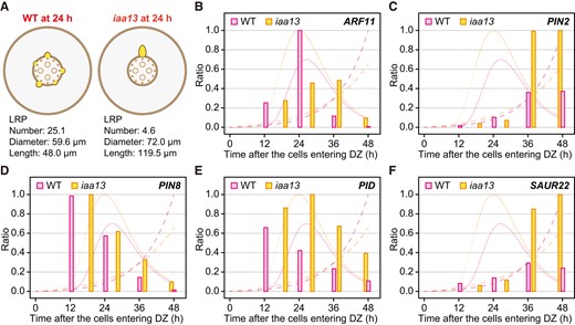 Expression analysis of auxin-related genes in each individual lateral root (LR) or LR primordium (LRP). A) Schematic diagrams of LR development in crown roots of the wild type (WT) and iaa13 seedlings at 24 h after the root cells entering the differentiation zones (DZs). LRPs are depicted based on the relative differences in LR and LRP numbers, diameters, and lengths in the WT and iaa13. The transcript levels of ARF11(B), PIN2(C), PIN8(D), PID(E), and SAUR22 (F) in the crown roots of the WT and iaa13 normalized to the LR and LRP numbers (LRNs; Fig. 1H) at each time point. The maximum transcript levels of each gene in the WT or iaa13 were set as 1.0 and the relative values were calculated accordingly. Only the data at time points when the LRNs are higher than 1.0 was used for the experiment. B to F) The rates of the time-dependent increases in the LR and LRP diameters (narrow dashed lines) and lengths (wide dashed lines) of the WT and iaa13 are shown in the background of each panel.