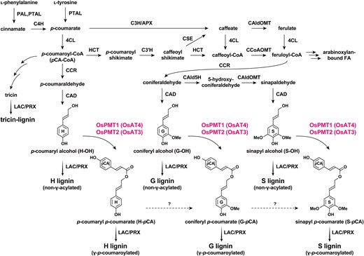 Proposed lignin biosynthetic pathways in rice. Solid arrows indicate discreet enzymatic reactions. Dashed arrows indicate hypothesized reactions. The two rice PMTs (OsPMT1 and OsPMT2) investigated in this study are highlighted. PTAL, ʟ-phenylalanine/ʟ-tyrosine ammonia-lyase; PAL, ʟ-phenylalanine ammonia-lyase, C4H, cinnamate 4-hydroxylase; 4CL, 4-hydroxycinnamate:CoA ligase; C3H, p-coumarate 3-hydroxylase; APX, ascorbate peroxidase; HCT, p-hydroxycinnamoyl-CoA:quinate/shikimate hydroxycinnamoyl transferase; C3′H, p-coumaroyl ester 3-hydroxylase; CSE, caffeoyl shikimate esterase; CCoAOMT, caffeoyl-CoA O-methyltransferase; CAld5H, coniferaldehyde 5-hydroxylase; CAldOMT, 5-hydroxyconiferaldehyde O-methyltransferase; CCR, cinnamoyl-CoA reductase; CAD, cinnamyl alcohol dehydrogenase; PMT, p-coumaroyl-CoA:monolignol transferase; AT, acyltransferase; LAC, laccase; PRX, peroxidase.