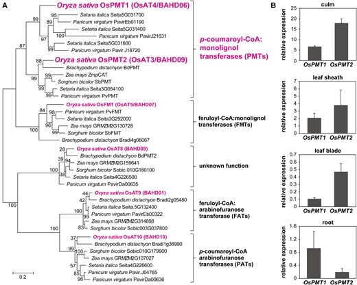 Phylogenetic and gene expression analyses of OsPMT1 and OsPMT2. A) phylogenetic reconstruction of grass BAHD acyltransferase proteins in grasses. The consensus unrooted phylogenetic tree was developed with the maximum likelihood method with 1,000 bootstrap replicates. Scale bar denotes 0.2 substitution per site. OsPMT1 and OsPMT2, and other associated rice BAHD CoA-acyltransferases (ATs) are highlighted. B) RT-qPCR-based gene expression analysis of OsPMT1 and OsPMT2 relative to OsUBQ5 in culm, leaf sheath and leaf blade at the heading stage and root at 2-month-old wild-type (cv. Nipponbare) rice. The values are means ± standard deviation from individual plants (n = 3).
