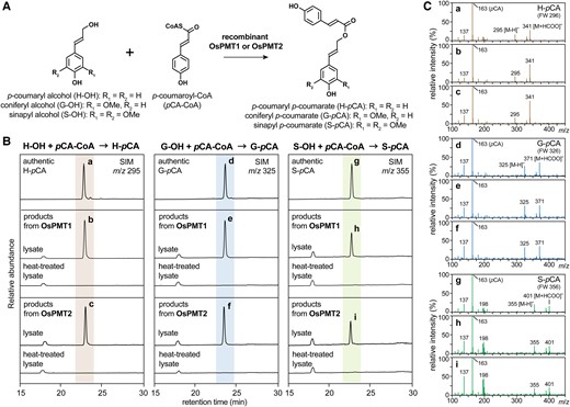 Enzymatic assays for recombinant OsPMT1 and OsPMT2 proteins. A) Enzymatic reaction for acylation of monolignols (H-OH, G-OH, and S-OH) with p-coumaroyl-CoA (pCA-CoA) into monolignol p-coumarate conjugates (H-pCA, G-pCA, and S-pCA). B and C) Detections of monolignol p-coumarate conjugates in the reaction products of the recombinant OsPMT1 and OsPMT2 lysates (without and with the heat treatment) by using liquid chromatography-mass spectrometry (LC-MS). Selected ion monitoring (SIM) chromatograms (m/z 295, 325 and 355 for H-pCA, G-pCA, and S-pCA, respectively) (B) and mass spectra (C) of authentic monolignol p-coumarate conjugate standards and reaction products from the OsPMT1 and OsPMT2 lysates are shown. The mass spectra a–i shown in (C) respectively correspond to the peaks a–i in (B). FW, formula weight.