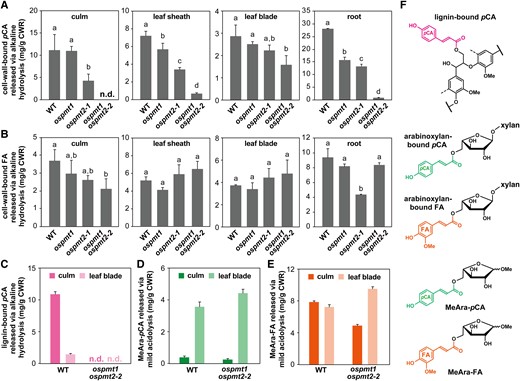 Cell-wall-bound p-coumarate (pCA) and ferulate (FA) contents of OsPMT1- and OsPMT2-deficient rice mutants. A and B) Total cell-wall-bound pCA (A) and FA (B) contents in rice culm, leaf sheath, leaf blade, and root as determined by mild alkaline hydrolysis of cell wall residue (CWR) samples. C) Lignin-bound pCA content in rice culm and leaf blade as determined by alkaline hydrolysis of CWR samples after removal of hemicelluloses via trifluoroacetic acid treatment. D and E) Methyl 5-O-p-coumaroyl-ʟ-arabinoside (MeAra-pCA) and methyl 5-O-feruroyl-ʟ-arabinoside (MeAra-FA) released from rice culm and leaf blade via mild acidolysis of CWR samples. F) Structures of lignin-bound pCA units, arabinoxylan-bound pCA and FA units, MeAra-pCA and MeAra-FA. The values in (A–C) are means ± standard deviation from individually analyzed plants (n = 3). Different letters indicate significant differences (ANOVA with post hoc Tukey–Kramer test, p < 0.05). The mild acidolysis to quantify MeAra-pCA and MeAra-FA was performed on pooled culm and leaf blade CWR samples prepared from three plants for each line. The values in (D and E) are means ± standard deviation from three independent analytical runs (n = 3). n.d., not detected; WT, wild-type control line; ospmt1, OsPMT1 single-knockout line; ospmt2-1, OsPMT2 single-knockout line; ospmt1 ospmt2-2, OsPMT1 and OsPMT2 double-knockout line.