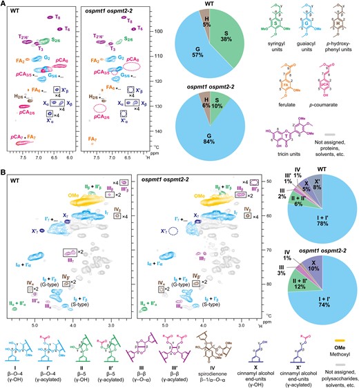 Two-dimensional NMR analysis of dioxane-water-soluble lignin isolated from wild-type and OsPMT1- and OsPMT2-deficient rice culms. Aromatic (A) and oxygenated aliphatic subregions of 1H–13C short-range correlation (HSQC) NMR spectra are shown. Contour coloration matches that of lignin substructures shown in each panel. Boxes labeled ×2 and ×4 indicate regions with scale vertically enlarged 2- and 4-fold. Pie charts illustrate volume integration data of the major aromatic units expressed as percentages on a ½S2/6 + G2 + ½H2/6 = 100 basis in (A) and the major lignin inter-monomeric linkages and end-units expressed as percentages on a Iα + I′α + IIα + II′α + ½IIIα + ½III′β + IVα = 100 basis in (B). NMR analysis was conducted for lignin samples prepared from culm cell wall residue (CWR) samples pooled from three biologically independent plants. n.d., not detected; WT, wild-type control line; ospmt1 ospmt2-2, OsPMT1 and OsPMT2 double-knockout line.