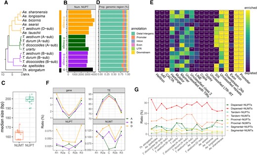 Genomic landscape of NUPTs/NUMTs in the Triticum/Aegilops complex species. A) Phylogenetic tree topology in the Triticum/Aegilops complex species from a previous study (Li et al. 2022). B) Total number of NUPTs among genomes/subgenomes. C) The median length of NUPTs and NUMTs; each point represents a given genome (diploid) or subgenome (allopolyploid). D) The proportion of the distribution of different genomic features for NUPTs. Box-plot elements are defined as center line, median; box limits, upper, and lower quartiles; whiskers, 1.5× interquartile range; points, each data point. E) Enrichment/depletion analysis of NUPTs in different nuclear genome regions based on bootstrap hypothesis test. The threshold of significant level is set to 950 of 1,000 simulations (alpha = 0.05) with frequency less than (enriched) or larger than (depleted) real frequency for a given genomic region. The significant results are shown as **P < 0.01 and *0.01 < P < 0.05. F) The relative proportion of genes, TEs, and NUPTs/NUMTs in 5 different chromosome regions of the IWGSC RefSeq 1.0 genome; the division of chromosome regions is based on the work of International Wheat Genome Sequencing Consortium et al. R1, distal region on chromosome short arm; R2a, proximal region on chromosome short arm; C, centromeric-pericentromeric region; R2b, proximal region on chromosome long arm; R3, distal region on chromosome long arm. G) The proportion of different types of duplicated NUPTs/NUMTs in each genome/subgenome, including dispersed, tandem, proximal, and segmental NUPTs/NUMTs. The corresponding genomic characteristics of NUMTs are shown in Supplemental Fig. S1.