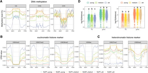 Epigenetic profiling of different types of NUPTs/NUMTs. The read density (for chromatin immunoprecipitation sequencing data and measured as a CPM value) and methylation signal (for methylome data) of the body and the flanking 3-kb regions of different epigenetic categories including A) DNA methylation (including the CG, CHG, and CHH context), B) representative euchromatin markers (H3K4me3, H4K27me3, H3K36me3, and H3K9ac), and C) heterochromatin markers (H3K27me1 and H3K9me2) were investigated for young, medium, and old NUPTs/NUMTs. The regions between dashed lines indicate body regions; for protein-coding genes, “start” means the start codon position, whereas “end” means the terminal codon position. D) Comparisons of the distance between the 3 NUPT/NUMT groups and adjacent TEs and genes. Left panel, NUPTs; right panel, NUMTs. Different letters represent different distances among the 3 NUPT/NUMT groups (Tukey–Kramer test after Kruskal–Wallis rank sum test, P < 2.2−-16). Box-plot elements are defined as center line, median; box limits, upper and lower quartiles; whiskers, 1.5× interquartile range; points, each data point.