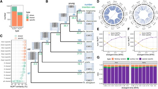 Evolution of NUPTs/NUMTs during species differentiation among diploids from the Triticum/Aegilops complex species. A) The number of different types of homo-NUPT/NUMT groups. For each homo-NUPT/NUMT group, “shared” means the homo-NUPTs/NUMTs shared by 2 or more species under each node of the phylogenetic tree (from 2 to 8 species, see B), “specific” means only one species including NUPTs/NUMTs, whereas “others” represents the remaining types. B) Phylogeny-based statistics of NUPTs. The ideograms of shared and specific homo-NUPT/NUMT groups are drawn near each node and tip, respectively. Numbers represent the number and relative insertion ratio (insertion number between 2 adjacent nodes divided by the evolution time between the corresponding 2 adjacent nodes) of NUPTs in each node/tip. C) Statistics of NUPT similarity (sequence similarity between NUPTs and corresponding DNA fragments in plastid genome sequence) for the shared and species-specific homo-NUPT/NUMT groups. Box-plot elements are defined as center line, median; box limits, upper and lower quartiles; whiskers, 1.5× interquartile range; points, each data point. D) Example circos plots of homo-NUPT pairs between Ae. sharonensis and Ae. longissima (diverged 0.98 MYA) and between Ae. sharonensis and Ae. speltoides (diverged 7.28 MYA). The numbers indicate the homo-NUPT pairs in each comparison. E and F) Change patterns of homo-NUPT pairs and species-specific NUPTs over the divergence time, with Ae. longissimaE) and Ae. sharonensisF) is considered as the base (anchor) species, respectively. For each point, the X-axis indicates the divergence time between the base species and one of the other species. G) The proportion of different types of nonhomo-NUPTs in the base (anchor) species when compared with different nonbase species. “Flanking variation” means that a given NUPT has a synteny counterpart in the nonbase species but the flanking regions are not aligned with each other (the loss of homology at the insertion site). “Synteny lost” means a given NUPT has a counterpart with flanking regions matched but lost synteny relationship. The corresponding information of NUMTs is shown in Supplemental Fig. S10. Aspe: Ae. speltoides; Tura: T. urartu; Atau: Ae. tauschii; Asea: Ae. searsii; Abic: Ae. bicornis; Asha: Ae. sharonensis; Alon: Ae. longissima.