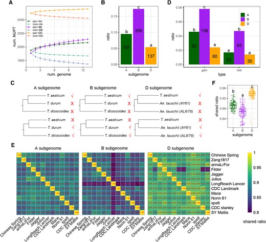 Subgenomic asymmetry of NUPT polymorphism among bread wheat accessions. A) The profiling of pan-NUPTs and core-NUPTs among 13 hexaploid wheat genomes using pan-genome-based analysis according to 2,064 (A-subgenome), 2,113 (B-subgenome), and 2,559 (D-subgenome) homo-NUPT groups. The error bars indicate the Sd among different combinations. B) Comparisons of the NUPT polymorphism ratio among A-, B-, and D-subgenomes. Letters indicate the results of multiple comparisons based on the χ2 and post hoc tests (P < 0.05). The numbers indicate the difference between the numbers of pan-NUPTs and core-NUPTs of each subgenome. C) Ideogram of gain and loss patterns of NUPTs among hexaploid genomes based on 2 outgroup genomes for each of the 3 subgenomes. Taking A-subgenome as an example: the outgroup genomes are A-subgenomes of T. dicoccoides and T. durum. For each homo-NUPT group, if NUPTs did not occur in both outgroup genomes but existed in at least one hexaploidy genome, it is classified as a gain group; if NUPTs occurred in both outgroup genomes but did not appear in at least one hexaploidy genome, it is classified as a lost group. D) The proportion of gain and loss homo-NUPT groups among the 3 subgenomes in hexaploid wheat accessions. Letters indicate the results of multiple comparisons based on the χ2 and post hoc tests (P < 0.05). The number of gain and loss groups is also shown. E) Pairwise comparisons of homo-NUPT pairs among 13 genomes of the 3 subgenomes. The number in each cell represents the proportion of homo-NUPTs to the total number of NUPTs for each comparison. F) Summary of homo-NUPT ratios among the 3 subgenomes based on 13 hexaploid genome datasets. A total of 156 pairwise comparisons were displayed for each subgenome. Letters indicate the results of multiple comparisons based on the Kruskal–Wallis rank sum test and Tukey–Kramer test (P < 2.2e−16). Box-plot elements are defined as center line, median; box limits, upper and lower quartiles; whiskers, 1.5× interquartile range; points, each data point. The corresponding information on NUMTs is shown in Supplemental Fig. S11.