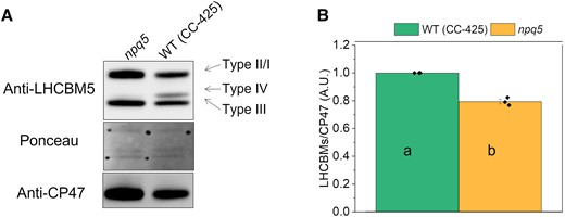 PSII antenna quantification in LL grown cells. Immunoblot with anti-LHCBM5 and -CP47 antibodies A) and protein quantification B) are shown for cells grown in low light (<15 μmol photons m−2 s−1, 0 h HL). The different types (I to IV) of LHCBMs are indicated in A). Note that the anti-LHCBM5 antibody reacts with all types of LHCBMs. Densitometry data of each protein were normalized to the WT (CC-425) before calculating the ratio in B). Data shown are mean ± the standard error of the mean (SEM), n = 3 biological replicates. Different lowercase letters between means denote a statistically significant difference (P < 0.05; see the Materials and methods section for details).