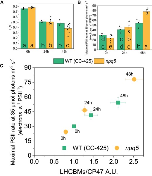 PSII's efficiency and antenna size. A)Fv/Fm; B) functional PSII antenna size; C) LHCBMs/CP47 protein ratio vs functional PSII antenna size. Densitometry data of LHCBMs and CP47 were each normalized in WT (CC-425) at 0 h before calculating the ratio in C). Data shown are mean ± SEM, n = 3 or 8 (npq5 in A and B) biological replicates. The actinic light source peaks at 630 nm. Different lowercase letters between means denote a statistically significant difference (P < 0.05; see the Materials and ethods section for details) in A) and B).