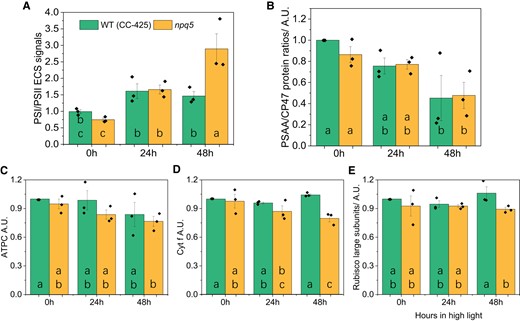 Protein composition of the photosynthetic apparatus and PSI/PSII ratios during HL acclimation. The functional measurement of PSI/PSII ratio are based on the ECS signal A), PSAA/CP47 protein ratio B), the amount of ATP gamma subunit (ATPC) C), cytochrome f (Cyt. f) D), and Rubisco large subunits E) are shown. Data shown were normalized to WT (CC-425) at 0 h in B–E and are mean ± SEM, n = 3 biological replicates with each of one technical replicate in B–E and four technical replicates in A. Different lowercase letters between means denote a statistically significant difference (P < 0.05; see the Materials and methods section for details).