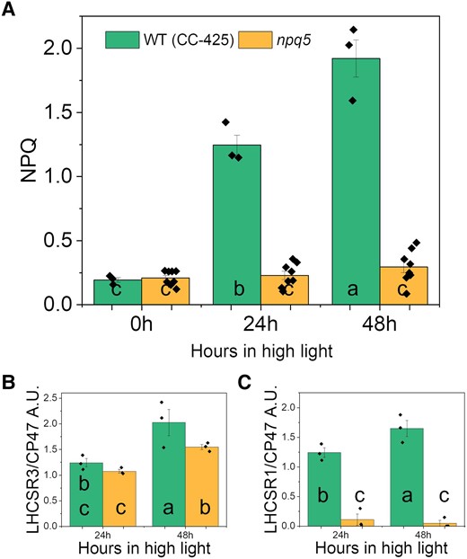 NPQ parameters in HL. Maximum value for NPQ A), LHCSR3/CP47 B), and LHCSR1/CP47 C) during HL treatment. Data shown are mean ± SEM, n = 3 or 8 (npq5 in A) biological replicates. Densitometry data of each protein were normalized in WT (CC-425) at 24 h (LHCSRs) or 0 h (CP47) before calculating the ratio in B–C. Different lowercase letters between means denote a statistically significant difference (P < 0.05; see the Materials and methods section for details).