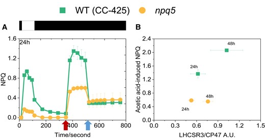 Light- and acid-induced NPQ. Comparison of light- and acid-induced NPQ in npq5 and WT (CC-425) A) and correlation between the LHCSR3 content per core in the cells (expressed as LHCSR3/CP47 ratio) and acid-induced NPQ B). The additions of 1 M acetic acid (decreases pH to 5.5) and 2 M KOH (neutralizes pH to 7.0) in A) are indicated by the first and the second arrows, respectively. Illumination (1,500 μmol photons m−2 s−1) and dark phases are indicated by white and black bars, respectively. Data shown are mean ± SEM, n = 3 (CC-425); n = 5 (npq5) biological replicates.