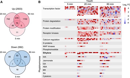 Touch changes the expression of various genes. Naïve Arabidopsis Col-0 plants were treated with a single touch, and the leaves were harvested 5, 20, and 60 min after treatment. A) Venn diagrams indicating the numbers of up- and downregulated genes after touch treatment. The numbers in the brackets indicate the total numbers of up- or down-regulated genes. B) MapMan analysis of the strongly regulated pathways after touch. FC values were log2 transformed. IAA, indole-3-acetic acid; GA, gibberellins; ABA, abscisic acid; BR, brassinosteroid: SA, salicylic acid.