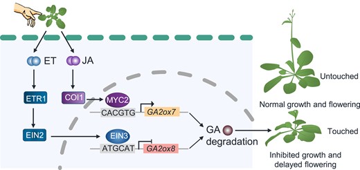 A working model showing the involvement of JA and ET pathways in touch-induced thigmomorphogenesis by, respectively, regulating the GA catabolic genes GA2ox7 and GA2ox8. Under normal conditions, GA2ox8 and GA2ox7 are kept in low levels, and thus GA4 levels remain high enough to maintain normal growth and flowering. Touch induces ET release, activating the transcription factor EIN3, which subsequently directly binds to the promoter of GA2ox8 and represses its transcription. Touch also increases activity of the transcription factors MYC2, which directly activates GA2ox7. Thus, the JA and ET pathway, respectively, promote and suppress the transcript levels of GA2ox7 and GA2ox8 in an independent manner, finally resulting in reduction of the bioactive GA4, which in turn causes thigmomorphogenesis. ET, ethylene; GA, gibberellin; JA, jasmonic acid. Arrows show activation, short perpendicular bars show inhibition. The components of ET, JA, and GA pathways are shown in blue, purple, and brown, respectively.