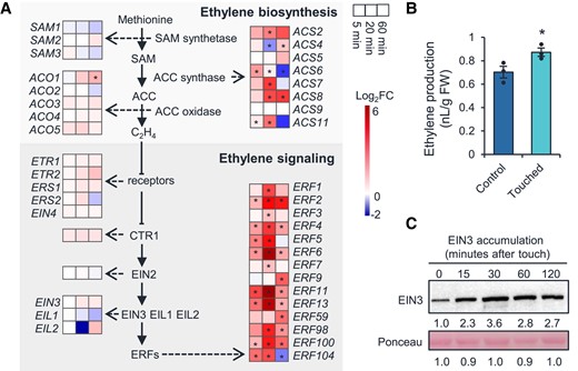 Touch activates ethylene pathways. A) Heatmaps showing the differential expression levels of genes in the ethylene biosynthesis and signaling pathways at 5, 20, and 60 min after touch treatment. Asterisks indicate statistical significance compared to untouched control group (Student's t-test; *P < 0.05). B) Touch-induced ethylene release. Four-week-old naïve Arabidopsis Col-0 plants were treated with a single touch treatment and the touched rosette leaves were immediately transferred into sealed vials. After 6 h, 1 ml of the headspace was collected for ET quantification on a gas chromatograph. FW, fresh weight. Data are means ± Se. n = 3. Asterisks indicate statistical significance between the touched and control group (Student's t-test; *P < 0.05). C) Touch-induced EIN3 protein accumulation. Four-week-old naïve Arabidopsis Col-0 plants were treated with a single touch treatment, and the leaves were harvested 15, 30, 60, and 120 min after treatment. Each sample was a pool of leaves from 3 replicated plants. Ponceau S staining of RbcL served as the loading control. An anti-EIN3 antibody was used for immunoblotting. The numbers below the images represent the relative protein levels, which were determined from the band intensities using ImageJ, and normalized relative to the untouched control samples.