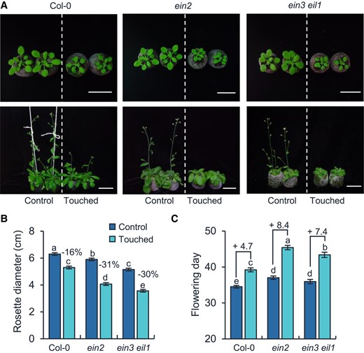 Ethylene pathway negatively regulates thigmomorphogenesis. Photographs (A), rosette diameters (B), and flowering days (C) of Col-0, ein2, and ein3 eil1 plants after touch treatment. For (A), photos in the top and bottom panels were taken on Day 28 (top) and 42 (bottom) after germination, respectively. Bar = 5 cm. For (B), the rosette diameters were measured when the plants were 28-d-old, and the percentage values indicate the touch-induced relative decreases in rosette diameters. The touch-induced flowering time changes (day) are denoted after “+” signs in (C). All data are means ± Se. Different letters indicate statistical differences (1-way ANOVA followed by Duncan's test; P < 0.05, n = 15 to 20). Statistically significant effect of genotype and treatment was determined by 2-way ANOVA (Supplemental Table S6).