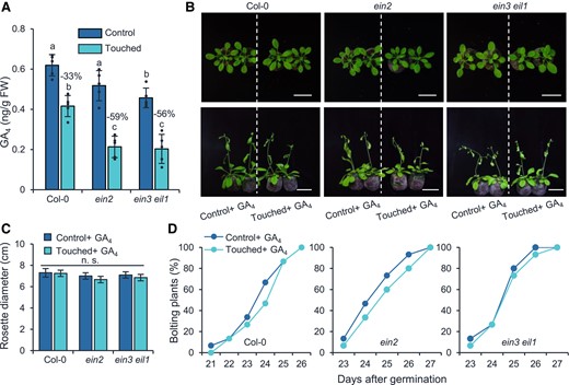 The touch-hypersensitive phenotype of ein2 and ein3 eil1 mutants is caused by GA4 deficiency. A) The endogenous GA4 levels in control and touch-treated Col-0, ein2, and ein3 eil1 plants. Touch treatments were initiated when the plants were 14-d-old and were conducted 2 times a day with 8 h interval for 2 wk. Two hours after the last touch treatment, the aboveground part was harvested for GA4 quantification. The percentages of GA4 decreases in response to touching treatment are shown. Different letters indicate statistical differences (1-way ANOVA followed by Duncan's test; P < 0.05, n = 5). Statistically significant effect of genotype and treatment was determined by 2-way ANOVA (Supplemental Table S6). GA, gibberellin; FW, fresh weight. Photographs (B), rosette diameters (C), and bolting rates (D) of Col-0, ein2, and ein3 eil1 plants after touch and supplementation of GA4. For (B) to (C), touch treatments were conducted as above described, and the touched as well as the control plants were sprayed with GA4 (10 µM) after each treatment. The rosette diameters were measured when the plants were 21-d-old. Photos were taken when the plants were 21 (top) and 28 d (bottom) old. Bar = 5 cm. All data are means ±Se, n.s., not significant (1-way ANOVA followed by Duncan's test, P ≥ 0.05, n = 15 to 20).