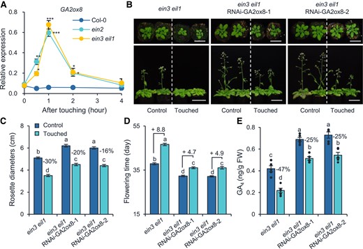 Ethylene pathway represses the transcript levels of gibberellin catabolic gene GA2ox8 after touch treatment. A) The relative expression levels of GA2ox8 in Col-0, ein2, ein3 eil1 plants. Samples were collected 0, 0.5, 1, 2, and 4 h after a single touch treatment of 28-d-old naïve plants. Asterisks indicate statistical significance compared to Col-0 (Student's t-test; *P < 0.05; **P < 0.01, ***P < 0.001, n = 5). Photographs (B), rosette diameters (C), flowering times (D), and GA4 levels (E) of ein3 eil1 RNAi-GA2ox8 plants and ein3 eil1 plants. ein3 eil1 RNAi-GA2ox8-1 and ein3 eil1 RNAi-GA2ox8-2 are 2 independent lines. Photos were taken when the plants were 28 (top) and 42 d (bottom) old. Bar = 5 cm. Plants were treated with touch as described in Fig. 4. The rosette diameters were measured when the plants were 28 d old. Two hours after the last touch treatment, the aboveground part of each plant was harvested for GA4 quantification. The percentages of rosette diameter and GA4 decreases in response to touching treatment are shown in (C) and (E). The touch-induced flowering time changes (day) are denoted after “+” signs in (D). Different letters indicate statistical differences (1-way ANOVA followed by Duncan's test; P < 0.05, for (C) and (D), n = 15 to 20; for (E), n = 5). Statistically significant effect of genotype and treatment was determined by 2-way ANOVA (Supplemental Table S6). All data are means ±Se.