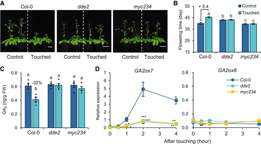 Touch-induced GA2ox7 transcript upregulation is dependent on the JA pathway. Photographs (A), flowering times (B), and GA4 levels (C) of touched and untouched Col-0, dde2, and myc234 plants. Plants were treated with touch as described in Fig. 4. For (A), photos were taken when the plants were 42 d old. Bar = 2 cm. The touch-induced flowering time changes (day) are denoted after “+” signs in (B). The percentage of GA4 decrease in response to touching treatment is shown in (C). Different letters indicate statistical differences (1-way ANOVA followed by Duncan's test; P < 0.05, for (B), n = 15; for (C), n = 5). Statistically significant effect of genotype and treatment was determined by 2-way ANOVA (Supplemental Table S6). GA, gibberellin; FW, fresh weight. D) The relative expression levels of GA2ox7 and GA2ox8 in Col-0, dde2, and myc234 plants. Samples were collected 0, 0.5, 1, 2, and 4 h after a single touch treatment on 28-d-old naïve plants. Asterisks indicate statistical significance compared to Col-0 (Student's t-test; *P < 0.05; **P < 0.01; ***P < 0.001, n = 5). All data are means ±Se.