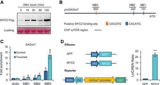 MYC2 directly regulates the transcription of GA2ox7. A) Accumulation of MYC2-FLAG protein in response to touch. Ten-day-old jin1-8 pMYC2:MYC2-FLAG seedlings were touch-treated and harvested 0, 15, 30, 60, and 120 min later for protein extraction and western blotting analysis. B) Schematic presentation of the putative-binding sites of MYC2 in the promoter GA2ox7. Orange and blue bars indicate the putative MYC2-binding motifs. C) ChIP-qPCR indicates binding of MYC2 to the promoter region of GA2ox7. Ten-day-old jin1-8 pMYC2:MYC2-FLAG seedlings were touch-treated and harvested 0 and 120 min later for ChIP-qPCR. Data are means ±Se. Different letters indicate statistical differences (1-way ANOVA followed by Duncan's test; P < 0.05, n = 3). Statistically significant effect of genotype and treatment was determined by 2-way ANOVA (Supplemental Table S6). D) Transient transcriptional activity assay showing that the GA2ox7 promoter is activated by MYC2. The schematic diagram shows the constructs used in the transient transcriptional activity assays. Data are means ±Se, n = 3. Asterisks indicate statistical significance between the control and touched group (Student's t-test; ***P < 0.001).