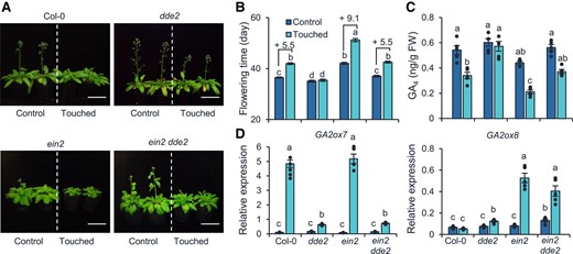 ET and JA pathway independently regulate thigmomorphogenesis. Photographs (A), flowering times (B), and GA4 levels (C). For (A) to (C), plants were treated with touch as described in Fig. 4. Two hours after the last touch treatment, the aboveground part of each plant was harvested for GA4 quantification. Photos were taken when the plants were 42 d old. Bar = 5 cm. GA, gibberellin; FW, fresh weight. D) Relative transcript levels of GA2ox7 and GA2ox8 in Col-0, dde2, ein2, and ein2 dde2 plants. Twenty-eight-day-old plants were treated with a single touch treatment, and the aboveground part of each plant was harvest 1 h (GA2ox8) and 2 h (GA2ox7) later for RT-qPCR. All data are means ±Se. Different letters indicate statistical differences (1-way ANOVA followed by Duncan's test; P < 0.05, for (B), n = 17; for (C) and (D), n = 5). Statistically significant effect of genotype and treatment was determined by 2-way ANOVA (Supplemental Table S6).