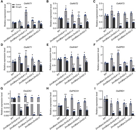 Relative expression levels of genes involved in stomatal movement and stomatal aperture in WT, ZmUBIpro:ZmGLK1, and ZmUBIpro:ZmG2 rice under normal conditions and after 7 d of drought stress. Expression levels of A)OsKAT1, B)OsKAT2, C)OsKAT3, D)OsAKT1, E)OsAHA7, F)OsZIP23, G)OsLEA3, H)OsP5CS1, and I)OsERD1. Gene expression levels were measured with RT-qPCR in the leaves of 3-wk-old rice plants grown in soil under normal conditions or drought stress for 7 d. Data are presented as the mean ± Sd from 3 biological replicates. *P < 0.05, **P < 0.01 (Student's t test).
