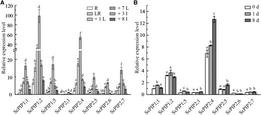 Relative expression of eight ScPIP genes in different sugarcane tissues or leaves. challenged by SCMV. A) Tissue-specific expression analysis of ScPIP1;1, ScPIP1;2, ScPIP1;5, ScPIP2;1, ScPIP2;4, ScPIP2;5, ScPIP2;6, and ScPIP2;7 in the elongating stage of sugarcane ROC22 plants. Data were normalized to the expression level of the eukaryotic elongation factor 1-alpha (eEF-1α) gene and D-glyceraldehyde-3-phosphate dehydrogenase (GADPH) gene. R, root; LR, leaf roll; +1 L, the first leaf; +7 L, the 7th leaf; +3 I, the 3rd internode; +8 I: the 8th internode. The different letters above each bar indicate statistically significant differences as determined by a one-way ANOVA followed by Tukey's multiple test (P < 0.05). Each bar represents mean ± SEM (standard error of the mean) from three independent biological replicates (n = 3). B) The expression profiles of eight ScPIP genes in sugarcane ROC22 leaves challenged by SCMV. Mock inoculated plants with 0.01 M phosphate buffer (pH = 7.0) were used as the negative controls. The y axis indicates the relative expression of ScPIPs at 0, 1, and 8 d post-inoculation. The x axis indicates the time point of material collection. The different letters above each bar indicate statistically significant differences as determined by a one-way ANOVA followed by Tukey's multiple test (P < 0.05), Each bar represents mean ± SEM from three independent biological replicates (n = 3).