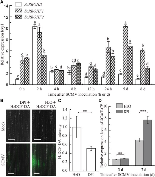 Relative expression of ScRBOHs and ROS production in sugarcane leaves upon SCMV infection. A) Relative expression of ScRBOHD, ScRBOHF1, and ScRBOHF2 in sugarcane leaves upon SCMV infection. The data were normalized to the expression level of eEF-1α and GADPH. The different letters above each bar indicate statistically significant differences as determined by a one-way ANOVA followed by Tukey's multiple test (P < 0.05), Each bar represents mean ± SEM from three independent biological replicates (n = 3). B) H2DCFDA (2′,7′-dichlorofluorescin diacetate) staining (green fluorescence) alone or supplemented with DPI in the leaves of tissue-cultured sugarcane ROC22 plantlets 48 h post-SCMV inoculation. H2O was used as a blank control. Intracellular oxidized H2DCF-DA was excited at 488 nm, and the emitted light was captured at 543 nm. Bars = 500 μm. C) Intensity quantification of fluorescence based on the assay in (B) by using ImageJ. Each bar represents mean ± SEM from four independent biological replicates (n = 4). **, P < 0.01 by Student's t test. D) RT-qPCR detection of the relative expression of SCMV-CP in the leaves of sugarcane cultivar ROC22 with or without DPI treatments at 3 and 7 d post-SCMV inoculation. H2O was used as a blank control. Each bar represents the mean ± SEM from three independent experiments (n = 3). Statistical significance between the two treatments was determined by Student's t test. **, P < 0.01; ***, P < 0.001.
