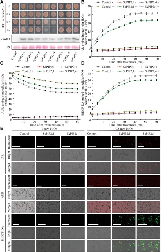 Expression of ScPIP2;1 or ScPIP2;4 mediates H2O2 transport in yeast. A) Yeast transformant cells expressing ScPIP1;1, ScPIP1;2, ScPIP1;5, ScPIP2;1, ScPIP2;4, ScPIP2;5, ScPIP2;6, or ScPIP2;7 were grown on SD/-Trp medium 2 d after treatment with 0, 0.4, 0.8 or 1.2 mM H2O2. The expression levels of ScPIPs in yeast cells were evaluated by Western blot using an antibody against HA (hemagglutinin) tag, and PS (Ponceau S) staining was used to show protein loading. “Control” indicates the empty yeast binary vector without any insert of tested genes, in contrast to the recombinant vector carrying each of the ScPIPs. B–D) Chronological changes of H2O2 content in yeast transformant cells expressing ScPIP2;1 or ScPIP2;4 after treatment with 0 or 0.8 mM H2O2 detected by AR (Amplex Red), AUR (Amplex Ultra Red), and H2DCF-DA (2′,7′-dichlorofluorescin diacetate) probes, respectively. The symbol “+” indicates supplied with 0.8 mM H2O2, and “−” indicates supplied with H2O as control. Each bar represents the mean ± SEM from three independent experiments (n = 3). E) Fluorescent probes AR, AUR, and H2DCF-DA were used to visualize the yeast transformant cells expressing ScPIP2;1 or ScPIP2;4 40 min after treatment with 0.8 mM H2O2. Scale bar = 25 μm.