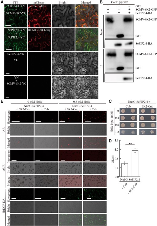 Interaction of ScPIP2;4 with SCMV-6K2 interferes the transport of H2O2. A) Self-interaction of ScPIP2;4 or its interaction with SCMV-6K2 by BiFC assays. ScPIP2;4-YN was co-agroinfiltrated into N. benthamiana leaves with ScPIP2;4-YC or 6K2-YC, respectively, and observed at 2 d post-agroinfiltration. The leaf epidermal cells pairwise co-transformed with ScPIP2;4-YN and YC were used as negative controls. All images are single confocal sections. Scale bar = 25 μm. B) Interaction of ScPIP2;4 with SCMV-6K2 by Co-IP (Co-Immunoprecipitation) assays with antibodies against GFP or HA at 2 d post-agroinfiltration. C) Yeast cells cotransformed with NubG-ScPIP2;4 plus SCMV-6K2-Cub or NubG-ScPIP2;4 plus Cub (blank control) were grown on SD/-Trp medium 4 d after treatment with 0, 0.4, 0.8 or 1.2 mM H2O2. D) Yeast transformant cells in (C) were grown in SD/-Trp liquid medium 1 d after treatment with 1.2 mM H2O2. Then, the value of OD600 (optical density at 600 nm) was measured to quantify the viability of yeast transformed cells in (C). Each bar represents the mean ± SEM from three independent experiments (n = 3). Statistical significance between the two treatments was determined by Student's t test. **, P < 0.01. E) Fluorescent probes AR, AUR, and H2DCF-DA were used to visualize the yeast transformants in (C) 40 min after treatment with 0.8 mM H2O2. Scale bar = 25 μm.