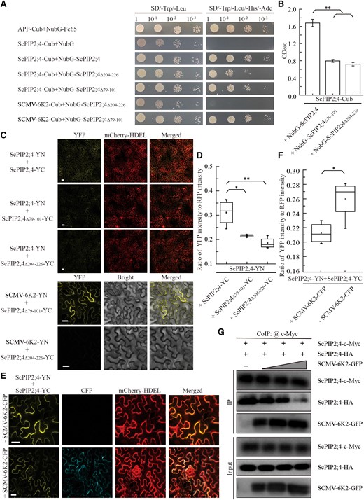 SCMV-6K2 interacts with and impairs the oligomerization of ScPIP2;4 via TM5. A) Verification of protein interaction by yeast two-hybrid assays. Yeast NMY51 cells co-transformed of ScPIP2;4-Cub (C-terminal ubiquitin) with NubG-ScPIP2;4, NubG-ScPIP2;4Δ79-101 or NubG-ScPIP2;4Δ204-226 in a 10× dilution series of 10-μl aliquots were cultured on SD/-Leu/-Trp or SD/-Leu/-Trp/-His/-Ade plates for 2 d. Yeast cells co-transformed with APP (amyloid A4 precursor protein)-Cub and NubG-Fe65 were used as positive controls, ScPIP2;4-Cub and NubG (N-terminal ubiquitin with the isoleucine at position 3 being exchanged for a glycine) were used as negative controls. B) Yeast transformant cells in (A) were cultured in the SD/-Leu/-Trp/-His/-Ade liquid medium for 2 d. Then the value of OD600 (optical density at 600 nm) was measured to quantify the interaction strength. Each bar represents the mean ± SEM from three independent experiments (n = 3). Statistical significance between the two treatments was determined by Student's t test. **, P < 0.01. C) Verification of protein interaction by BiFC assays. Agrobacteria harboring YC/YN fusion proteins were co-agroinfiltrated into N. benthamiana leaves, respectively. The images were captured at 48 h post-agroinfiltration by using a confocal laser scanning microscope. Scale bar = 25 μm. D) Intensity quantification of YFP fluorescence generated by the interaction of ScPIP2;4-YN with ScPIP2;4-YC, ScPIP2;4Δ79-101-YC or ScPIP2;4Δ204-226-YC, respectively, based on the BiFC assay in (C) by using ImageJ software. The relative intensity of YFP fluorescence was normalized to that of the fluorescence of mCherry-HDEL. Datasets are graphically presented as box and whisker plots. Box limits represent the 25th and 75th percentiles; the horizontal line represents the median; whiskers extend to the minimal and maximal values. The quantitative results were statistical analysis from three independent biological replicates (n = 3) by Student's t test. *, P < 0.05; **, P < 0.01. E) Self-interaction of ScPIP2;4 by BiFC assays in the present or absent of SCMV-6K2 as described in (C). F) Intensity quantification of YFP fluorescence generated by the interaction of ScPIP2;4-YN with ScPIP2;4-YC in (E) as described in (D). Datasets are graphically presented as box and whisker plots. Box limits represent the 25th and 75th percentiles; the horizontal line represents the median; whiskers extend to the minimal and maximal values. The quantitative results were statistical analysis from three independent biological replicates (n = 3) by Student's t test. *, P < 0.05. G) Co-IP (Co-Immunoprecipitation) assays showing the impact of SCMV-6K2 on the self-interaction of ScPIP2;4. ScPIP2;4-c-Myc and ScPIP2;4-HA were co-agroinfiltrated into N. benthamiana leaves with SCMV-6K2-GFP in different concentrations (OD600 = 0, 0.1, 0.2, 0.3). After 72 h post-agroinfiltration, total proteins were extracted and incubated with anti-GFP agarose. Input and IP proteins were analyzed by protein gel blot analysis with anti-GFP, HA, or c-Myc antibodies, respectively.