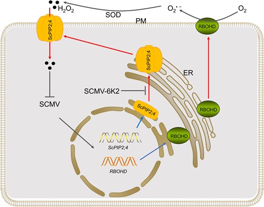 Schematic diagram of SCMV antagonises host resistance by employing 6K2 to impair ScPIP2;4 transport of H2O2 to facilitate virus infection. SCMV infection induces the expression of RBOHD and ScPIP2;4. Apoplastic H2O2 is generated by the RBOHD coupled with SOD. The homo- or hetero-tetramerization of ScPIP2;4 occurred in ER. Then the ScPIP2;4 tetramer translocates to PM to transport apoplastic H2O2 into the cytoplasm to inhibit the replication of SCMV genome. To antagonise the host resistance mediated by H2O2, SCMV employs 6K2 to interact with ScPIP2;4 via the TM5, thereby interfering with the oligomerization and or the PM localization of ScPIP2;4, subsequently impairing the transport of apoplastic H2O2 into cytoplasm. Black arrows indicate promoting effects. Blue arrows indicate transcription or translation. Red arrows indicate translocation. Curved arrows indicate the direction of electrons transfer. Blunt arrows indicate inhibiting effects. Abbreviations: ER, endoplasmic reticulum; PM, plasma membrane; RBOH, RESPIRATORY BURST OXIDASE HOMOLOG; SCMV, Sugarcane mosaic virus; SOD, superoxide dismutase.