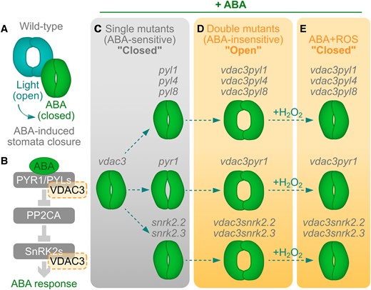 VDAC3 regulates ABA-mediated stomata closure jointly with PYLs PYR1 and SnRK2s. A) Stomata opening can be modulated with light to open them or ABA to induce their closure. B) The core of ABA signaling includes the receptors PYRABACTIN RESISTANCE1 (PYR1) and the PYR1-like receptor family (PYLs). The ABA-PYL/PYR interaction inhibits the PHOSPHATASE 2CA (PP2CA), which is typically inhibiting SNF1-RELATED PROTEIN KINASES (SnRK2s) responsible for activating ABA-related transcription factors for ABA responses. Here, Qin et al. 2023 postulate that a mitochondrial voltage-dependent anion channel protein, VDAC3, interacts with PYR1, PYLs, and SnRK2s. C) Single mutants for VDAC3 (vdac3), PYLs (pyl1, pyl4, pyl8), PYR1 (pyr1), and SnRK2s (snrk2.2, snrk2.3) are still sensitive to ABA-induced stomata closure, unlike the double mutant (vdac3pyl1, vdac3pyl4, vdac3pyl8, vdac3pyr1, vdac3snrk2.2, vdac3snrk2.3), which are less susceptible to ABA (D). E) Exogenous H2O2 is sufficient to revert the open stomata phenotype in the double mutants. Figure created by J.M.U in Affinity Designer (Version 2.2.0).