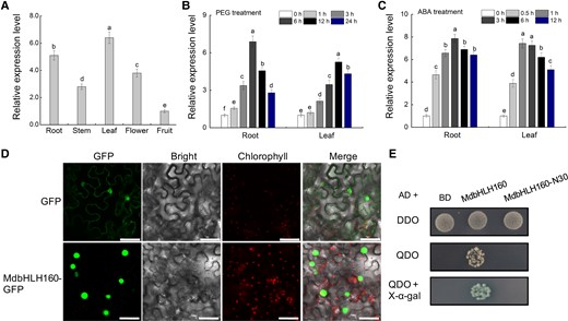 Expression analysis and protein characteristics of MdbHLH160. A) Relative expression levels of MdbHLH160 in different tissues of apple (“Golden delicious’). B to C) Expression analysis of MdbHLH160 in apple roots and leaves under PEG B) and ABA C) treatment. Total RNA was isolated using a Wolact Plant RNA Isolation Kit (Wolact, Hong Kong, China). Quantitative real-time PCR (RT-qPCR) was performed with a LightCycler 96 quantitative instrument (Roche, Basel, Switzerland). MdMDH (Malate dehydrogenase) was used as an internal reference gene (Niu et al. 2022; Chen et al. 2022b; Li et al. 2022b). The primer sequences used for RT-qPCR analysis are listed in Supplemental Table S1. Gene expression levels were calculated by the 2−ΔΔCT method. Error bars indicate the SD of 3 biological replicates. Different letters represent significant differences based on 1-way ANOVA and Duncan's test (P < 0.05). PEG, polyethylene glycol; ABA, abscisic acid. D) Subcellular localization of MdbHLH160-GFP in N. benthamiana leaves. Bars = 50 μm. E) Identification of the self-activation activity of full-length and truncated MdbHLH160 (MdbHLH160-N30) based on Y2H assays. DDO, SD medium lacking Trp and Leu; QDO, SD medium lacking Trp, Leu, His, and Ade.
