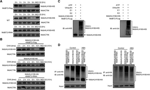 ABA inhibits the MdBT2-mediated ubiquitination and degradation of MdbHLH160. A) Cell-free degradation assays of MdbHLH160-HIS protein. Protein extracts of WT and MdBT2 transgenic calli (MdBT2-Flag, MdBT2-RNAi) were incubated with MdbHLH160-HIS protein for the indicated periods. MdbHLH160-HIS protein levels were detected by immunoblotting using the anti-HIS antibody. For MG132 treatment, MG132 was added to the 3 protein extracts for 0.5 h, followed by incubation with MdbHLH160-HIS protein for 9 h. B) MdBT2 promoted MdbHLH160 degradation in vivo. The protein levels of MdbHLH160-HA in 3 types of transgenic calli were detected at specified time points under control conditions (treated with CHX ± MG132) with the anti-HA antibody. C) Ubiquitination assays in vitro. The MdBT2-Flag active protein was immunoprecipitated from MdBT2-Flag calli using anti-Flag antibody and incubated with MdbHLH160-HIS, E1, E2, and ubi at 30 °C. The mixture was used to conduct immunoblotting assays with anti-HIS (left) and anti-Ubi (right) antibodies. D) MdBT2 promoted MdbHLH160 ubiquitination in vivo. The transgenic calli were treated with or without ABA for 8 h in MS medium supplemented with 250 μM CHX and 100 μM MG132. The protein extracts were immunoprecipitated using anti-HA magnetic beads. The eluted solution was detected with anti-HA (left) and anti-Ubi (right) antibodies.