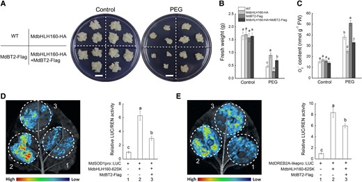MdBT2 negatively regulates the MdbHLH160-mediated drought tolerance and the transcriptional activation of downstream target genes. (A to C) Growth phenotypes A), fresh weight B), and O2−C) content of different types of transgenic calli under PEG treatment. Bars = 1 cm. D to E) Dual-LUC assays in N. benthamiana leaves. “–” represents the corresponding EV. The data are presented as the means ± SD of 3 biological replicates. Bars with different letters are significantly different at P < 0.05, according to 1-way ANOVA and Duncan's tests.