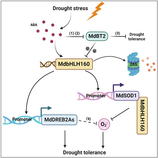 A proposed model illustrating the role of MdbHLH160 in ABA-mediated drought tolerance in apple. In response to drought stress, ABA accumulates, and ABA signaling is activated. ABA signaling activates the expression of MdbHLH160 to promote MdbHLH160 accumulation. ABA signaling also inhibits MdBT2 expression and MdBT2 protein stability, thereby inhibiting the MdBT2-mediated ubiquitination and degradation of MdbHLH160. The accumulated MdbHLH160 directly binds to MdSOD1 and MdDREB2A-like promoters to promote their expression, thus inhibiting excessive ROS accumulation and enhancing the drought tolerance of apple plants. MdbHLH160 also interacts with MdSOD1 to promote its enzyme activity and accumulation in the nucleus, thereby alleviating drought-induced oxidative stress damage in the nucleus: (i) An et al. (2018b); (ii) An et al. (2020c); (iii) Ji et al. (2020); (iv) Lian et al. (2021).