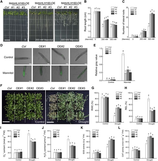 Ectopic expression of MdbHLH160 in Arabidopsis increased drought tolerance. A) Representative images of Arabidopsis seedlings. “Col” and MdbHLH160 transgenic seedlings were cultivated on 1/2 MS medium supplemented with 0, 200, or 300 mM of mannitol for 6 d. Bars = 1 cm. B) Primary root length. C) Number of lateral roots. The root images of Arabidopsis were obtained using a SNAPSCAN 310 scanner and analyzed by WinRHIZO analysis software (V4.1c; Regent Instruments, Quebec City, QC, Canada) to obtain lateral root numbers. At least 15 roots of each line were counted in C. D to E) Fluorescence observation (D) and quantification (E) of ROS accumulation in root tips. Root tips treated with 300 mM mannitol were incubated with the ROS-sensitive fluorescent probe C-H2DCFDH. Scale bars, 100 µm. The relative gray value of at least 15 roots of each line under 300 mM mannitol treatment was counted by ImageJ software. F) Representative images of Arabidopsis plants after 10 d of drought treatment. A total of 24 plants from each line (6-wk-old) were included in a biological replicate, and there were 3 replicates per treatment. Bars = 7 cm. (G to L) RWC G) REL H) O2− content I) H2O2 content J) SOD activity K), and CAT activity L) in the leaves of “Col” and transgenic lines before (control) and after drought treatment. The data are presented as means ± SD of 3 replicates. Bars labeled with different letters indicate values are significantly different at P < 0.05, based on 1-way ANOVA and Duncan's tests.