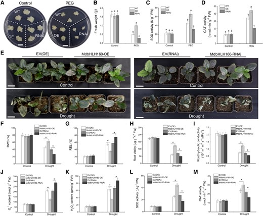Phenotypic analysis of transgenic apple material under drought treatment. A) Representative images of calli. Bars = 1 cm. B) Fresh weight. C) SOD activity. D) CAT activity. WT, MdbHLH160-OE/RNAi transgenic calli were cultured on MS medium supplemented with 0 or 10% PEG6000 for 20 d. E) Growth phenotypes of transgenic apple plants after 20 d of drought treatment. Three replicates of 45 plants of each genotype were used for drought treatment. Scale bars represent 3 cm. F-G) RWC F) and REL G) in the leaves of apple plants. (H to M) Root vitality H), root hydraulic conductivity I), O2− content J), H2O2 content K), SOD activity L), and CAT activity M) in transgenic roots of apple plants. Samples were collected after 12 d of drought treatment to measure physiological parameters. Samples collected before drought treatment were used as controls. The data are presented as the means ± SD of 3 replicates. Different letters in B–D indicate significant differences based on 1-way ANOVA and Duncan's tests. Bars labeled with * in each panel are significantly different from the corresponding control plants (EV-OE/EV-RNAi) at P < 0.05 (Student's t-test).