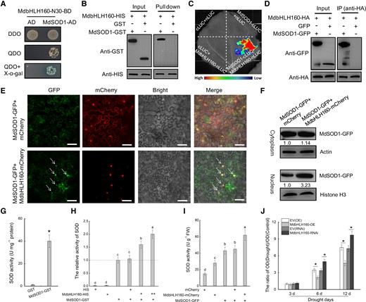 MdbHLH160 promotes the nuclear localization and activity of MdSOD1 through protein interactions. (A to D) Identification of protein interactions between MdbHLH160 and MdSOD1 through Y2H A), pull-down B) split-LUC C), and Co-IP D) assays. E) Co-localization of MdbHLH160 and MdSOD1 proteins. MdSOD1-GFP and MdbHLH160-mCherry proteins were co-expressed in N. benthamiana leaves. mCherry was used as a control. No less than 10 fields were observed in each combination. Scale bars, 75 µm. F) Immunoblot analysis of MdSOD1-GFP. The Cell Lysis and Recombinant Protein Extraction and Organelle Isolation kits (Sigma, Darmstadt, Germany) were used to isolate and collect cytosolic and nuclear fractions. Anti-actin and anti-Histone H3 were used as cytosolic and nuclear loading controls, respectively. Gray values of the bands of the MdSOD1-GFP protein in the control combination (MdSOD1-GFP + mCherry) were set to 1.00. Values are shown below the strip. G) SOD activity of purified GST and MdSOD1-GST proteins. H) Effects of MdbHLH160-HIS on MdSOD1 activity in vitro. Purified HIS protein was used as a control. “+” and “++” represent the ratio of the protein. I) Effects of MdbHLH160 co-expression on SOD activity in MdSOD1 transgenic N. benthamiana leaves. No less than 9 leaves are used. J) The ROS level in the root cell nucleus was determined using cytochrome c oxidation assays. The root tip tissue of composite apple plants was cut down, and the nucleus was separated. ROS in the root cell nucleus was measured by dropping nuclear lysate into the cytochrome c standard mother liquor (1 mg ml−1; Solarbio). OD values were measured at 520 nm with a spectrophotometer in 3 separate experiments according to a previously described method (Chen et al. 2021b). Six biological replicates and 3 technical replicates were performed for each type of sample. The data are presented as the means ± SD. Different letters in (H) and (I) indicate significant differences at P < 0.05 based on 1-way ANOVA and Duncan's tests. * in each panel indicates significantly different from the control at P < 0.05 according to a Student's t-test.