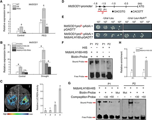 MdbHLH160 directly activates MdSOD1 transcription. A) The expression of MdSOD1 in MdbHLH160 transgenic calli. B)MdSOD1 expression in the MdbHLH160 transgenic roots of apple plants. Samples were collected from stress-treated apple calli and plants in Fig. 3. C) Dual-LUC assays show that MdbHLH160 activates the transcription of the MdSOD1 promoter. Representative images are shown. The combinations are as follows: (i), empty reporter and effector; (ii) empty reporter + 35S::MdbHLH160; (iii) MdSOD1pro::LUC + empty effector; and (iv) MdSOD1pro::LUC + 35S::MdbHLH160. D) Diagram of potential MdbHLH160-binding sites in the MdSOD1 promoter. E) Y1H assays showing the interaction between MdbHLH160 and MdSOD1 promoter (MdSOD1proP-pAbAi). The yeast strains were grown on SD/-Ura/-Leu and SD/-Ura/-Leu + 40 ng mL−1 Aureobasidin A (AbA) media for 3 d. F to G) EMSAs showing the binding of MdbHLH160 to the MdSOD1 promoter in vitro. The HIS protein served as a negative control. The unlabeled probes were used as competitors. × 30 and ×50 represent the rates of the competitor. Mut, mutated probe in which the 5′-GACGTG-3′ and 5′-CACGTT-3′ motifs were replaced by 5′-AAAAAA-3′. H) ChIP-qPCR assays showing the binding of MdbHLH160 to the MdSOD1 promoter in vivo. WT and MdbHLH160-HA transgenic calli were treated with 8% PEG6000 treatment for 10 h in the dark. Chromatin was immunoprecipitated using anti-HA antibody, and qPCR was performed using the primers listed in Supplemental Table S1. WT was used as a control. The value of WT calli was set to 1.0. Error bars indicate the SD of 3 biological replicates. Different letters in A, C, and H indicate significant differences at P < 0.05 based on 1-way ANOVA and Duncan's tests. * in B in each panel indicates significant differences from the control lines at P < 0.05 according to Student's t-test.