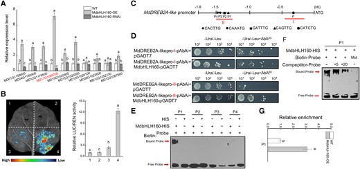 MdbHLH160 directly promotes MdDREB2A-like expression. A) The relative expression level of MdDREB2 genes in WT and MdbHLH160 transgenic calli under PEG treatment. Samples were collected from PEG-treated apple calli in Fig. 3. Primers used for RT-qPCR analyses are listed in Supplemental Table S1. The gene MD17G1089700 (MdDREB2A-like) showed the greatest variation in expression between genotypes. B) Dual-LUC assays show that MdbHLH160 activates the transcriptional activity of the MdDREB2A-like promoter. The combinations are as follows: (i) empty reporter and effector; (ii) empty reporter + 35S::MdbHLH160; (iii) MdDREB2A-likepro::LUC + empty effector; and (iv) MdDREB2A-likepro::LUC + 35S::MdbHLH160. C) Diagram of potential MdbHLH160-binding sites in the MdDREB2A-like promoter. D) Y1H assays show the interaction between MdbHLH160 and the MdDREB2A-like promoter. Red letters (I, II) indicate the fragments marked with red lines in C. E-F) EMSAs showing that MdbHLH160 binds to the P1 site in the MdDREB2A-like promoter. HIS protein served as a negative control. Mut, mutated probe in which the 5′-CAGTTG-3′ motif was replaced with 5′-AAGTAA-3′. G) ChIP-qPCR assays showing that MdbHLH160 binds to the MdDREB2A-like promoter at the P1 site in vivo. The ChIP samples of apple calli in Fig. 5H were used for qPCR analyses. Error bars indicate the SD of 3 biological replicates. Different letters represent significant differences based on 1-way ANOVA and Duncan's tests (P < 0.05).