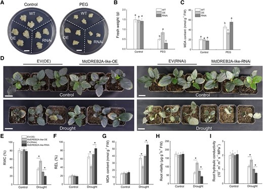 Overexpression of MdDREB2A-like enhances drought stress tolerance in apple. (A to C) Growth phenotypes A), fresh weight B), and MDA content C) of WT and MdDREB2A-like transgenic calli treated with PEG6000. Bars = 1 cm. Error bars represent the means ± SD from 3 independent experiments. Different letters represent significant differences (ANOVA, Duncan's tests, P < 0.05). D) Phenotypic comparison of transgenic apple plants after 20 d of drought treatment. Three replicates of 45 plants of each genotype were subjected to drought treatment. Scale bars represent 3 cm. (E-G) RWC E), REL F), and MDA content G) in apple leaves. (H-I) Root vitality H) and root hydraulic conductivity I) of different transgenic lines. Samples were collected after 12 d of drought treatment for measurements of physiological parameters. The data are presented as the means ± SD of 3 replicates. * in each panel indicates significant differences from the corresponding control plants (EV-OE/EV-RNAi) at P < 0.05 according to Student's t-test.