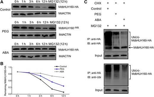 Drought and ABA treatment inhibit the ubiquitination and degradation of MdbHLH160. A) MdbHLH160 degradation was inhibited in response to PEG and ABA treatment. MdbHLH160-HA transgenic calli were treated with PEG and ABA. Samples of calli were taken at specified time points, and total proteins were extracted and then used for immunoblotting assays using the anti-HA antibody. MdActin was used as a loading control. B) Degradation curve analysis of MdbHLH160-HA using the band intensity (gray value) in (A). Band intensity was determined using ImageJ software. C) Ubiquitination assays of MdbHLH160. The protein extracts of the calli (treated with PEG or ABA for 6 h, +MG132) were used for immunoprecipitation using anti-HA magnetic beads. Immunoprecipitated samples were then detected using anti-HA (top) and anti-Ubi (bottom) antibodies.