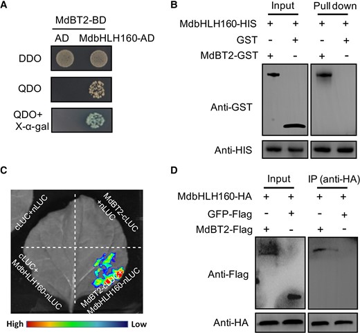 MdbHLH160 interacts with MdBT2. A) Y2H assays reveal an interaction between MdbHLH160 and MdBT2. B) Pull-down assays revealing the interaction between MdbHLH160 and MdBT2 in vitro. The GST protein was used as the control. C) Identification of the MdbHLH160-MdBT2 interaction through split-LUC assays. Combinations containing empty nLUC or cLUC vectors were used as controls. D) Co-IP assays indicate that MdbHLH160 interacts with MdBT2 in vivo. MdBT2-Flag and MdbHLH160-HA proteins were co-expressed in Nicotiana benthamiana leaves. Total protein extracts were immunoprecipitated with an anti-HA antibody and immunoblotted with an anti-Flag antibody. The GFP-Flag protein was used as a negative control.