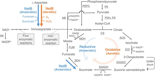 Schematic model of metabolic pathways around the reaction catalyzed by NadB in Synechocystis 6803. The reactions in the TCA cycle are based on the results of previous studies (Muro-Pastor and Florencio 1992; Zhang and Bryant 2011; Xiong et al. 2014; Ito and Osanai 2020; Katayama et al. 2022). The solid and dotted lines indicate enzymatic and nonenzymatic reactions, respectively. The orange and blue arrows represent the reactions in aerobic and anaerobic conditions, respectively. NK, NAD kinase; PEPC, phosphoenolpyruvate carboxylase; PK, pyruvate kinase; PDH, pyruvate dehydrogenase; PS, pyruvate synthase; CS, citrate synthase; ACN, aconitase; ICD, isocitrate dehydrogenase; 2OGDC, 2-oxoglutarate decarboxylase; SSADH, succinic semialdehyde dehydrogenase; SDH, succinate dehydrogenase; FUM, fumarase; ME, malic enzyme; MDH, malate dehydrogenase.
