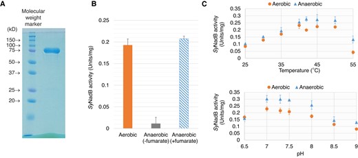 Effect of temperature and pH on SyNadB activities for the aerobic and anaerobic reactions. A) SDS–PAGE after purification of GST-tagged SyNadB. The left and right bands indicate the molecular weight marker and the protein after purification, respectively. B) Confirmation of SyNadB activities for the aerobic and anaerobic reactions. The concentration of L-aspartate was fixed at 100 mM. To confirm SyNadB activity for the anaerobic reaction in the presence of fumarate (the blue bar), 1 mM fumarate was added to the assay solution. C) Temperature (top) and pH (bottom) dependence of SyNadB activities for the aerobic and anaerobic reactions. The concentration of L-aspartate was fixed at 100 mM. For the measurement of SyNadB activity for the anaerobic reaction, the concentration of fumarate was fixed at 2 mM. All the data in Fig. 2 represent the mean ± Sd based on 3 independent measurements.