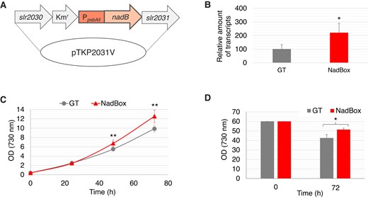 Construction of the NadBox strain. A) Vector for producing the NadBox strain. B) Expression levels of a gene encoding SyNadB in the GT and NadBox strains. The data represent the relative amount of transcripts, and the amount in the GT strain was designated as 100%. The data represent the mean ± Sd based on 4 independent measurements. Statistically significant differences between the expression levels in the GT and NadBox strains were examined by performing Welch's t-test and these are represented by an asterisk (*P < 0.05). C) Growth curves of the GT and NadBox strains under photoautotrophic conditions where photon flux density is 120 μmol photons m−2 s−1. The data represent the mean ± Sd based on 5 to 11 independent measurements. Statistically significant differences between OD730 (cell density) of the GT and NadBox strains were examined by performing Welch's t-test and these are represented by asterisks (**P < 0.005). D) The cell density of the GT and NadBox strains after dark, anaerobic cultivation for 3 d. The data represent the mean ± Sd based on 4 independent measurements. The statistically significant difference between OD730 of the GT and NadBox strains was examined by performing Welch's t-test and this is represented by an asterisk (*P < 0.05).