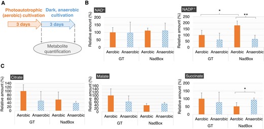 Quantification of metabolites in the GT and NadBox strains after photoautotrophic and dark, anaerobic cultivations. A) Scheme of metabolite quantification. With regard to the photoautotrophic cultivations, the photon flux density was set at 120 μmol photons m−2 s−1. B) Intracellular NAD(P)+ levels in the GT and NadBox strains. The data represent relative values, and the values in the GT strain after photoautotrophic cultivation represent 100%. Statistically significant differences were examined by performing Welch's t-test and are represented by asterisks (*P < 0.05, **P < 0.005). C) Intracellular levels of organic acids in the GT and NadBox strains. The data represent relative values, and the values in the GT strain after photoautotrophic cultivation were designated as 100%. Statistically significant differences were examined by performing Welch's t-test and are represented by an asterisk (*P < 0.05). All data in Fig. 6 represent the mean ± Sd based on 4 independent measurements.