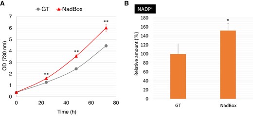 The growth rates and intracellular NADP+ levels in the GT and NadBox strains under photoautotrophic conditions where photon flux density is 50 μmol photons m−2 s−1. A) Growth curves of the GT and NadBox strains. Statistically significant differences between OD730 of the GT and NadBox strains were examined by performing Welch's t-test and these are represented by asterisks (**P < 0.005). B) Intracellular NADP+ levels in the GT and NadBox strains. The data represent relative values, and the values in the GT strain after photoautotrophic cultivation represent 100%. Statistically significant difference was examined by performing Welch's t-test and is represented by an asterisk (*P < 0.05). All data in Fig. 7 represent the mean ± Sd based on 4 independent measurements.