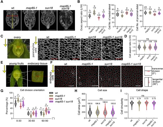 MAP65-1 and SUN18 regulate cell division patterns with little effect on cell shape. A) Paraffin sections of anthesis-stage ovaries along the longitudinal axis. B) Statistical analysis of the ovary aspect ratio, cell numbers along the medial–lateral direction, and proximal-distal of whole ovaries in different genotypes in A). C) Paraffin sections of parenchyma tissue (rectangle) from the anthesis-stage ovary in different genotypes. D) Quantitative analyses of parenchyma cell aspect ratio (as the measurement of cells shape) in C). E) Endocarp tissues were dissected from the middle part of young fruits at the active division stage (60 h after manual pollination). F) Endocarp cells in E) of different genotypes were stained by Propidium Iodine and the orientations of cell division were analyzed by using Image J. The red lines represent newly formed division planes of endocarp cells. The yellow arrows in C, E, F) indicate the fruit-growth orientation along the longitudinal axis. G to I) Quantitative analyses of endocarp cell division orientation (0° to 30°, 30° to 60°, and 60° to 90°) relative to the fruit-growth direction G), endocarp cell size H), and circularity I) in F). The bars for ovary sections are 1 mm, and parenchyma cells and endocarp cells are 50 μm. n > 1,000 cells from 6 ovaries for cell division orientation ratio analysis. n > 15 for the ovary section. n > 100 for parenchyma cells analysis. n = 600 for endocarp cell circularity analysis. Different letters of violin boxes in B, D, G, H, I) denote significant differences (P < 0.05) from Duncan's multiple tests. ns, no significant difference. The middle dotted line in the violin box refers to medians; the thin dotted lines refer to the median lower quartile and upper quartile; the width of the violin box represents the local distribution of feature values along the y axis.